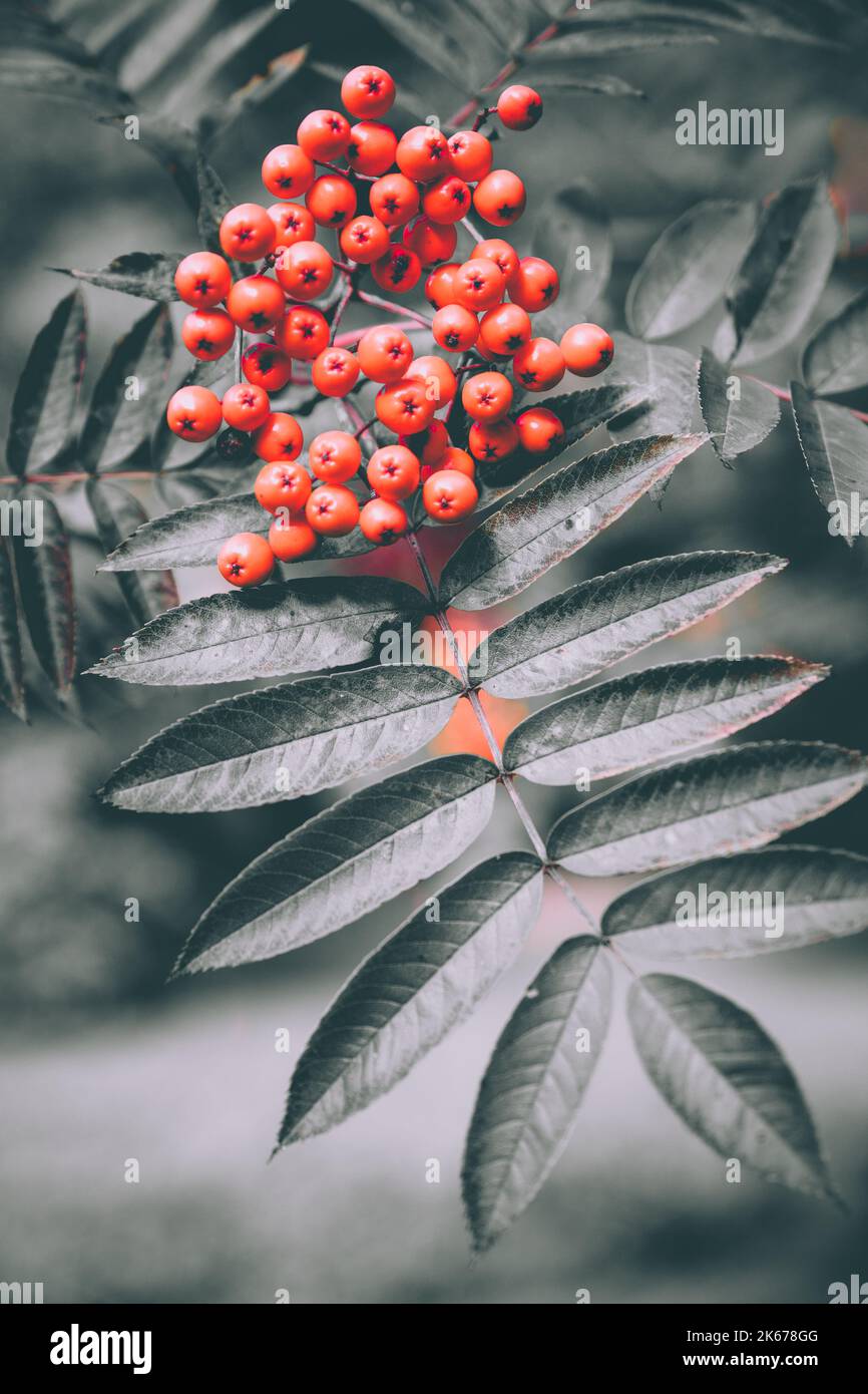 Red berry tree hi-res stock photography and images - Alamy