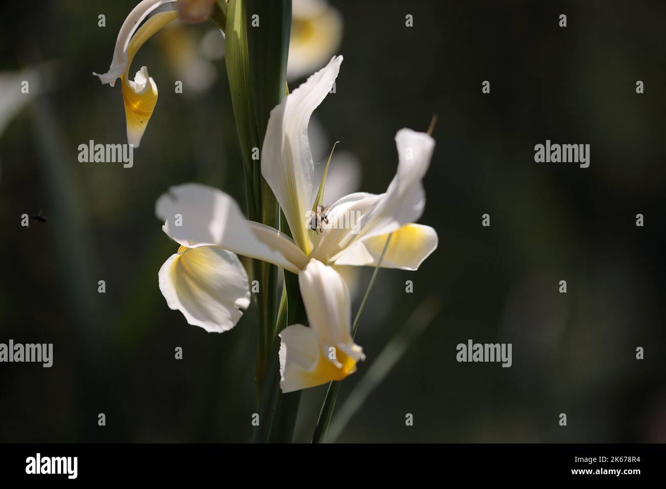 A shallow focus shot of iris orientalis flowers in the garden with blur background Stock Photo
