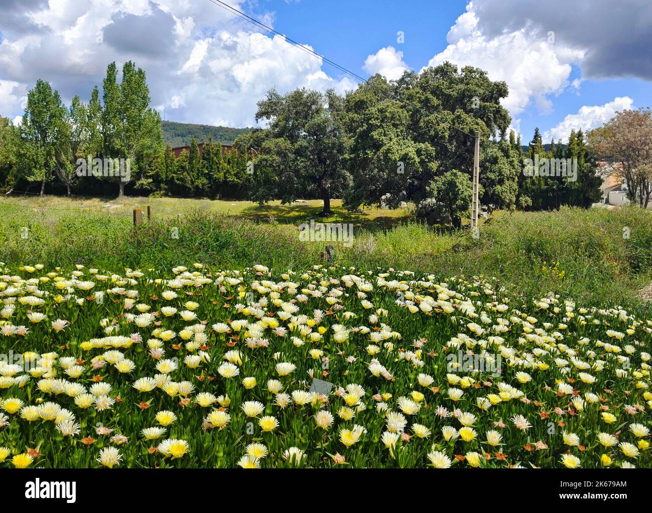 Trees in the meadows of Sevilla province in the south of Spain in a