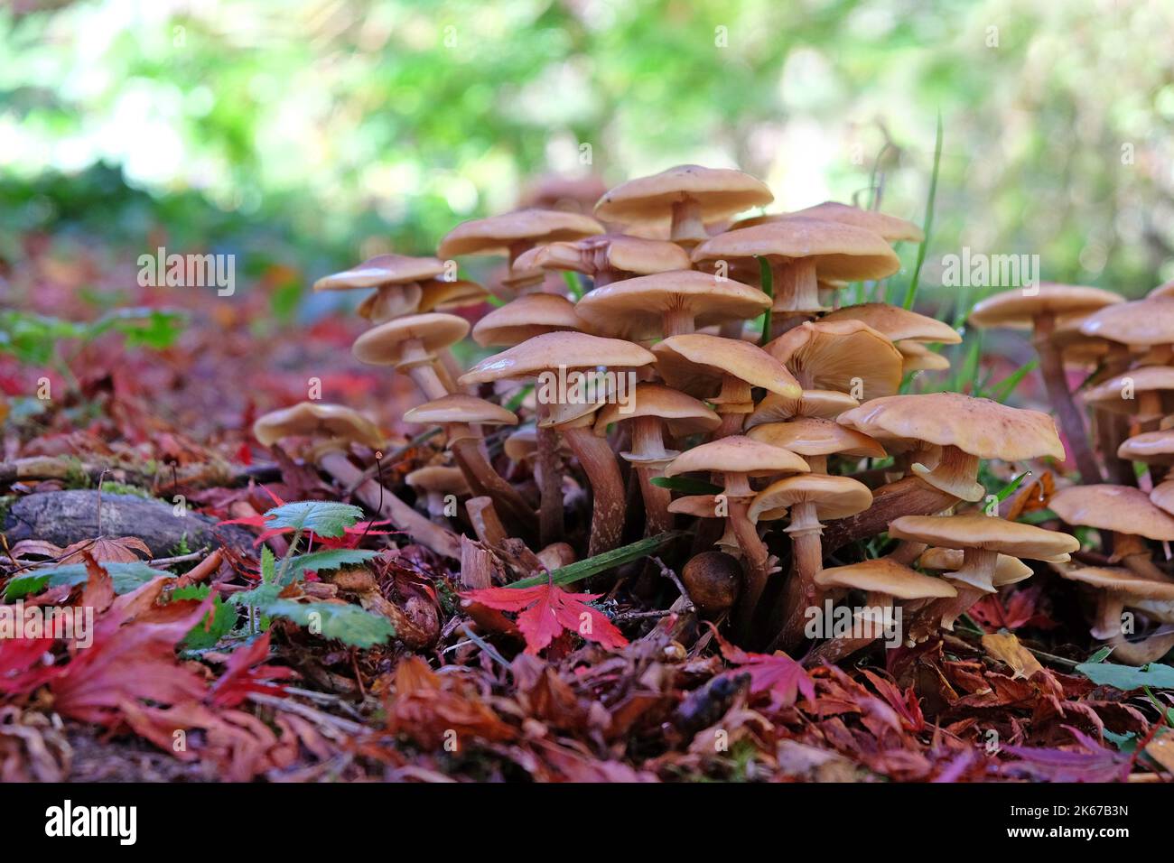 Honey Fungus growing among the leaf litter of the Japanese acres, Surrey, UK. Stock Photo