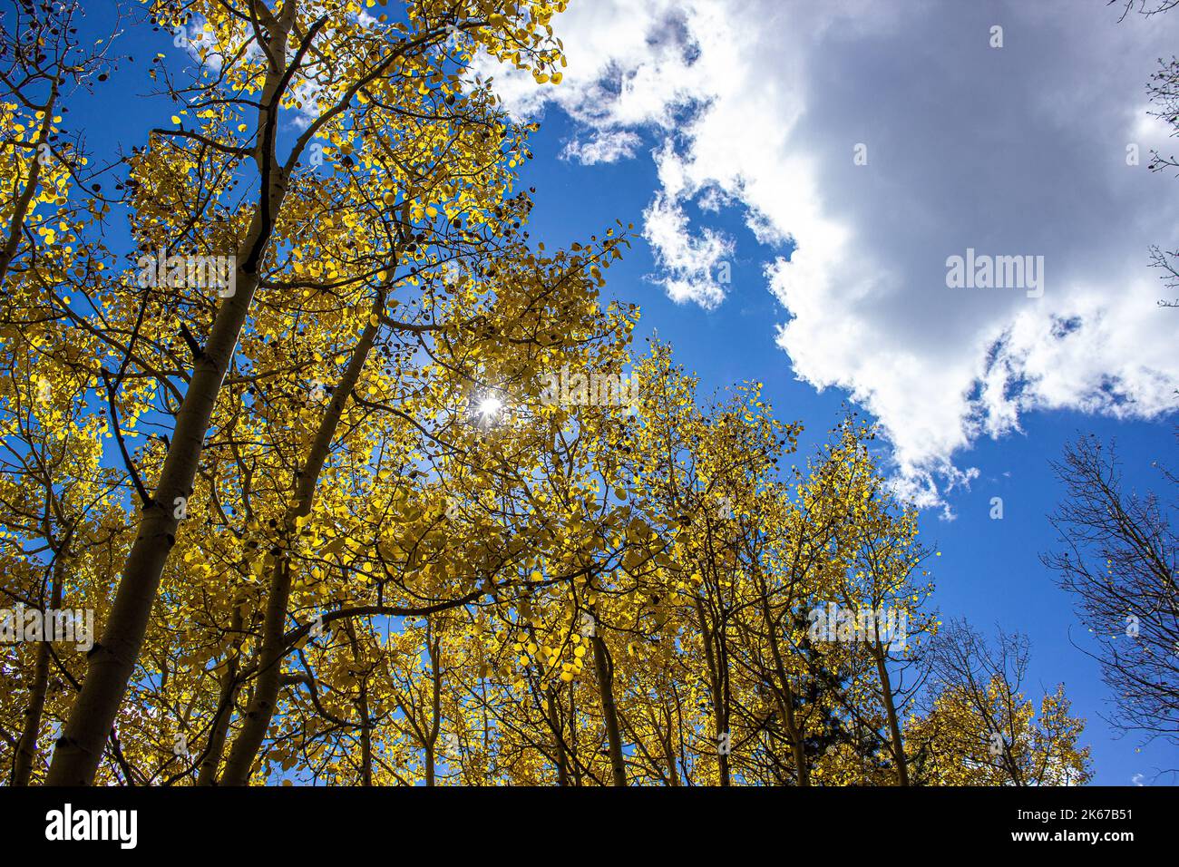 Aspens in the Autumn Stock Photo