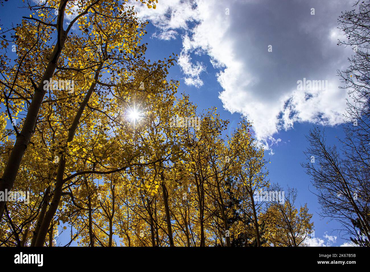 Aspens in the Autumn Stock Photo