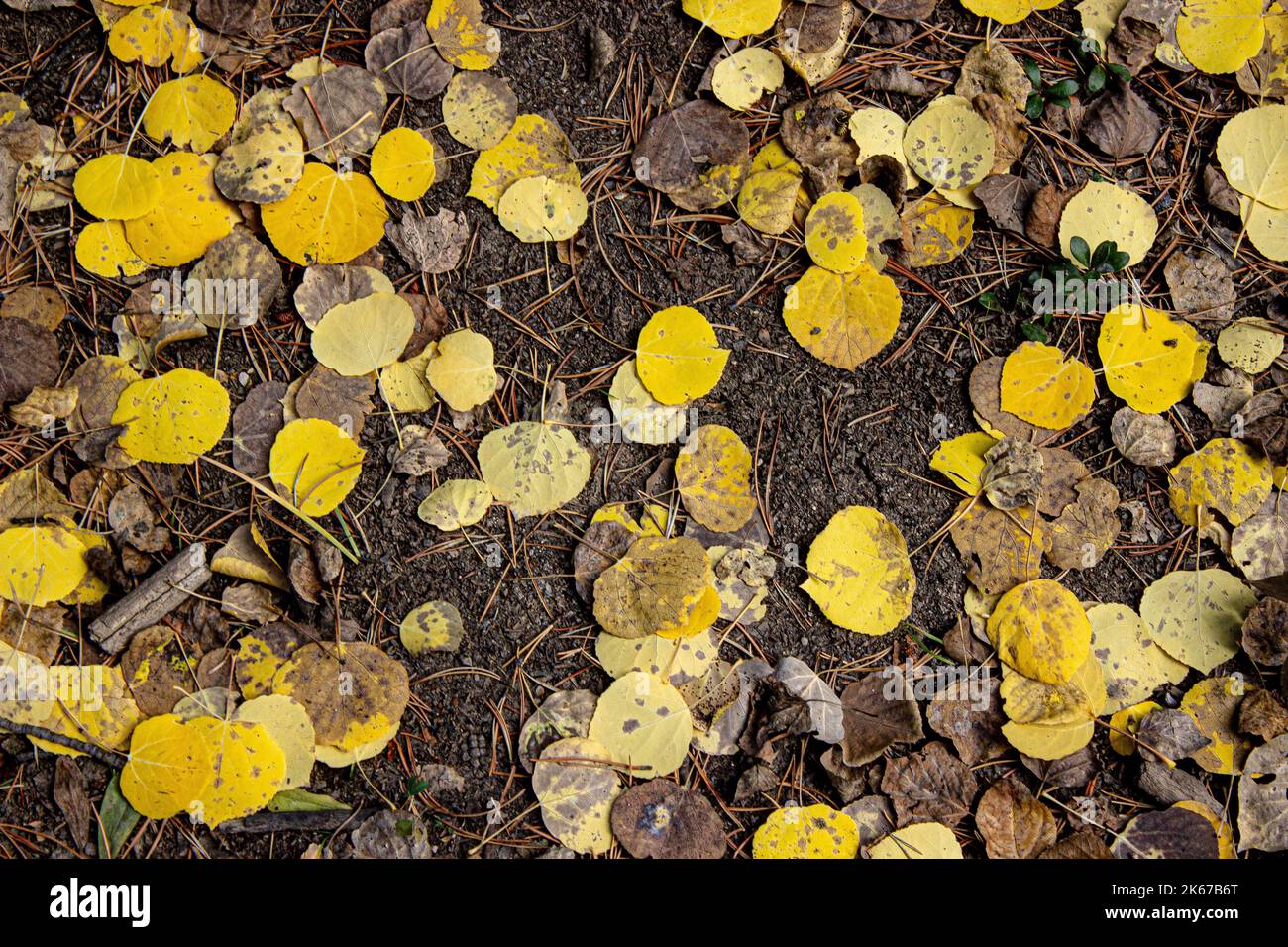 Yellow Leaves Stock Photo