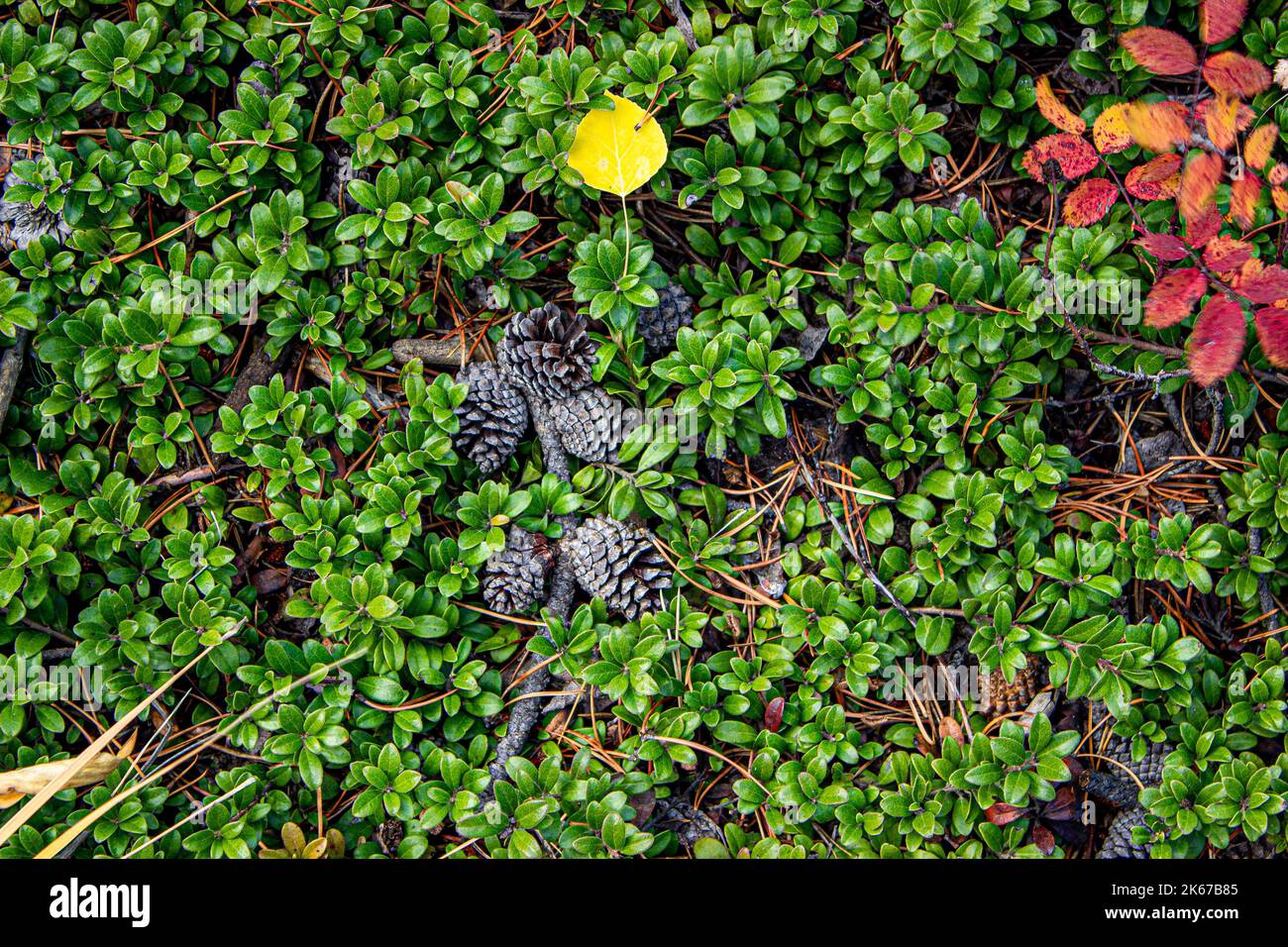 Autumn Fauna Stock Photo