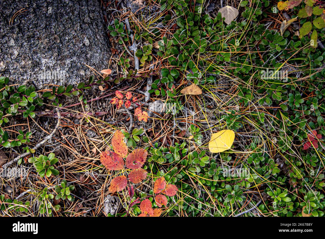 Autumn Foliage Stock Photo