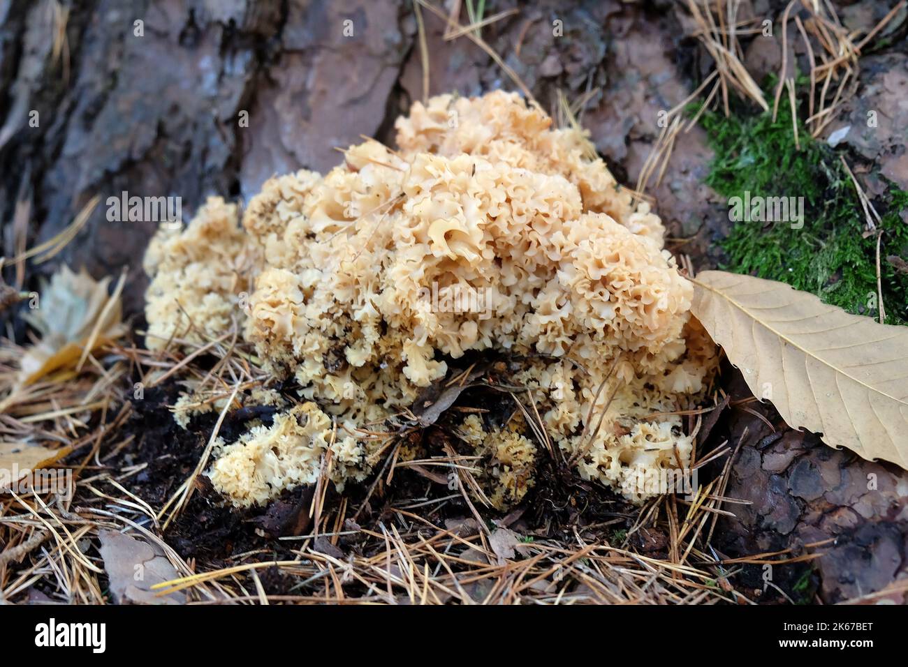Cauliflower Fungus at the base of conifer trees, Surrey, UK Stock Photo ...