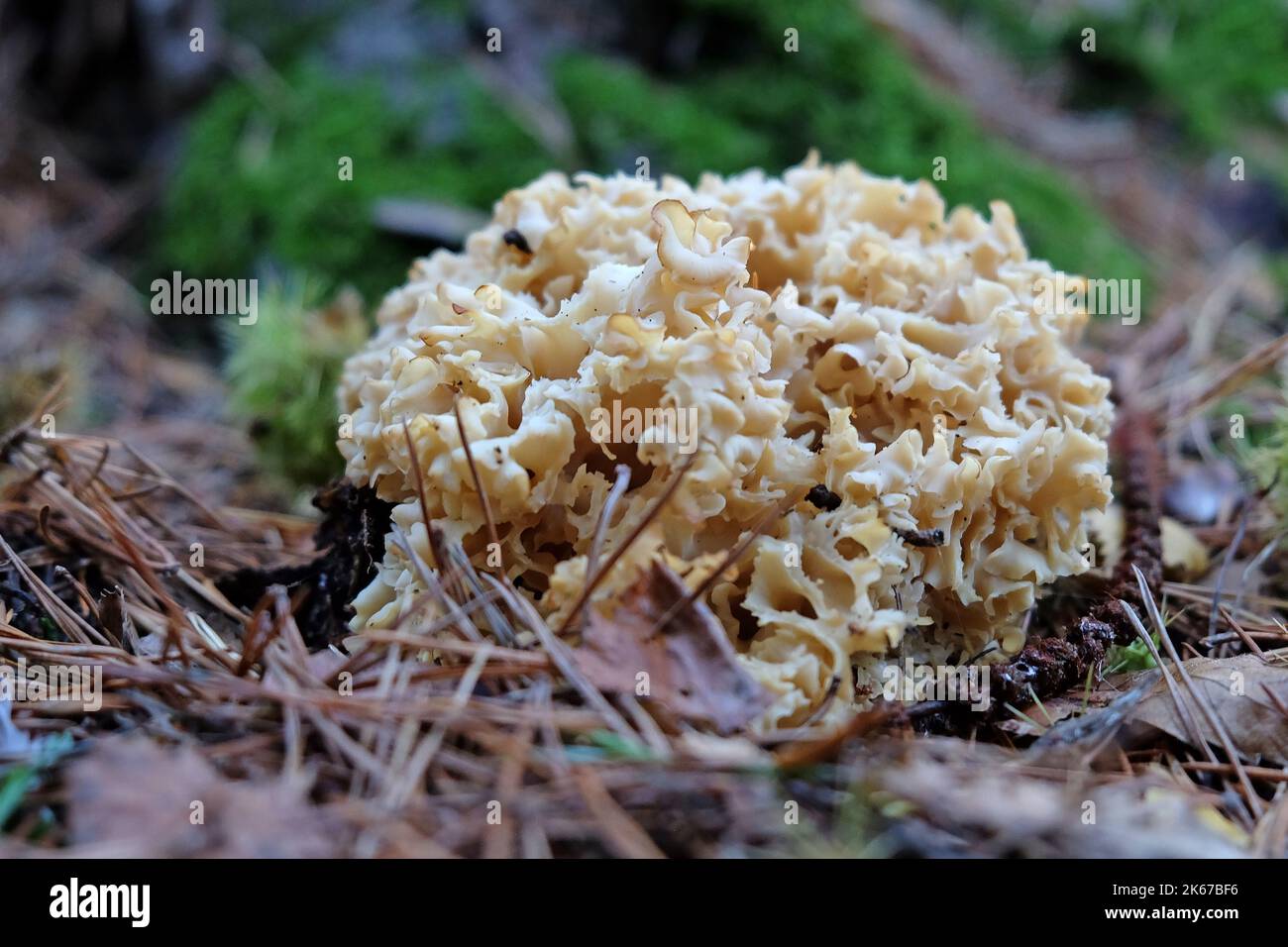 Cauliflower Fungus at the base of conifer trees, Surrey, UK Stock Photo