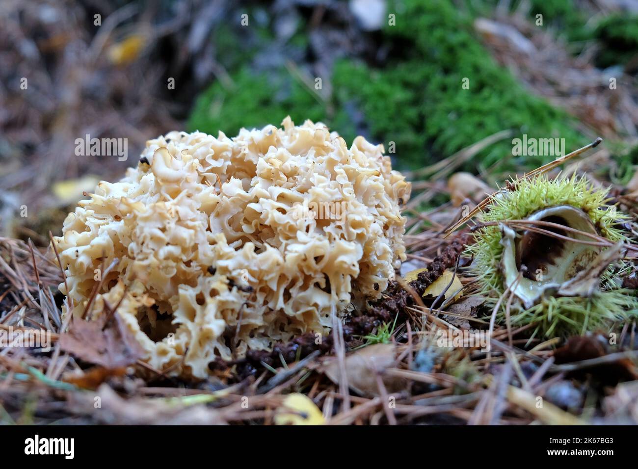 Cauliflower Fungus at the base of conifer trees, Surrey, UK Stock Photo ...