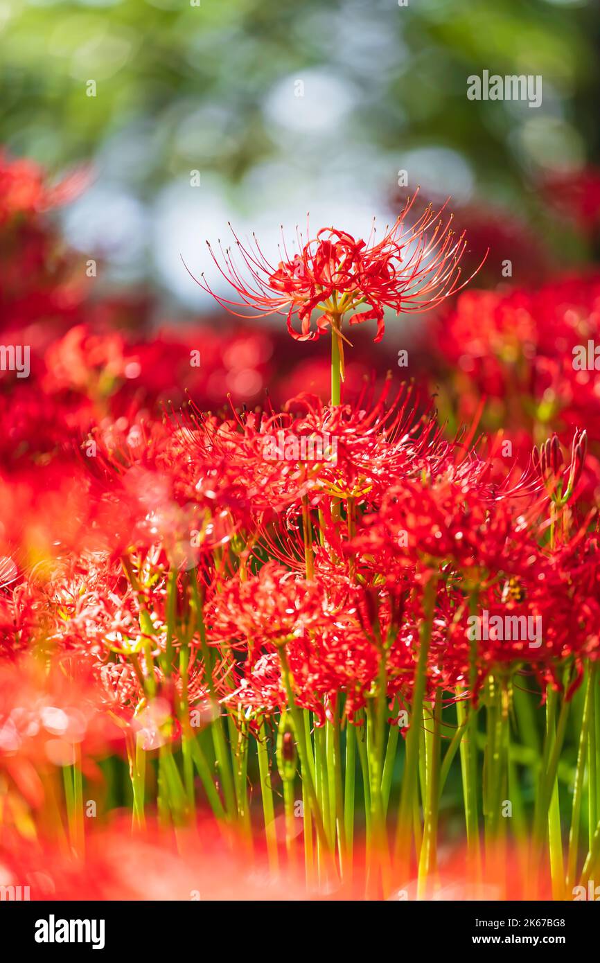 Lycoris radiata (Red spider lily) at Kinchakuda Stock Photo