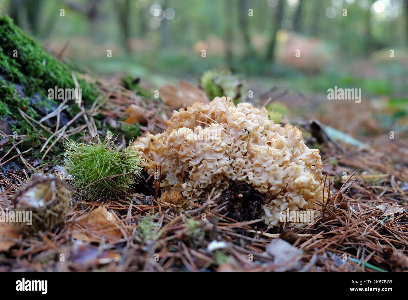 Cauliflower Fungus at the base of conifer trees, Surrey, UK Stock Photo ...