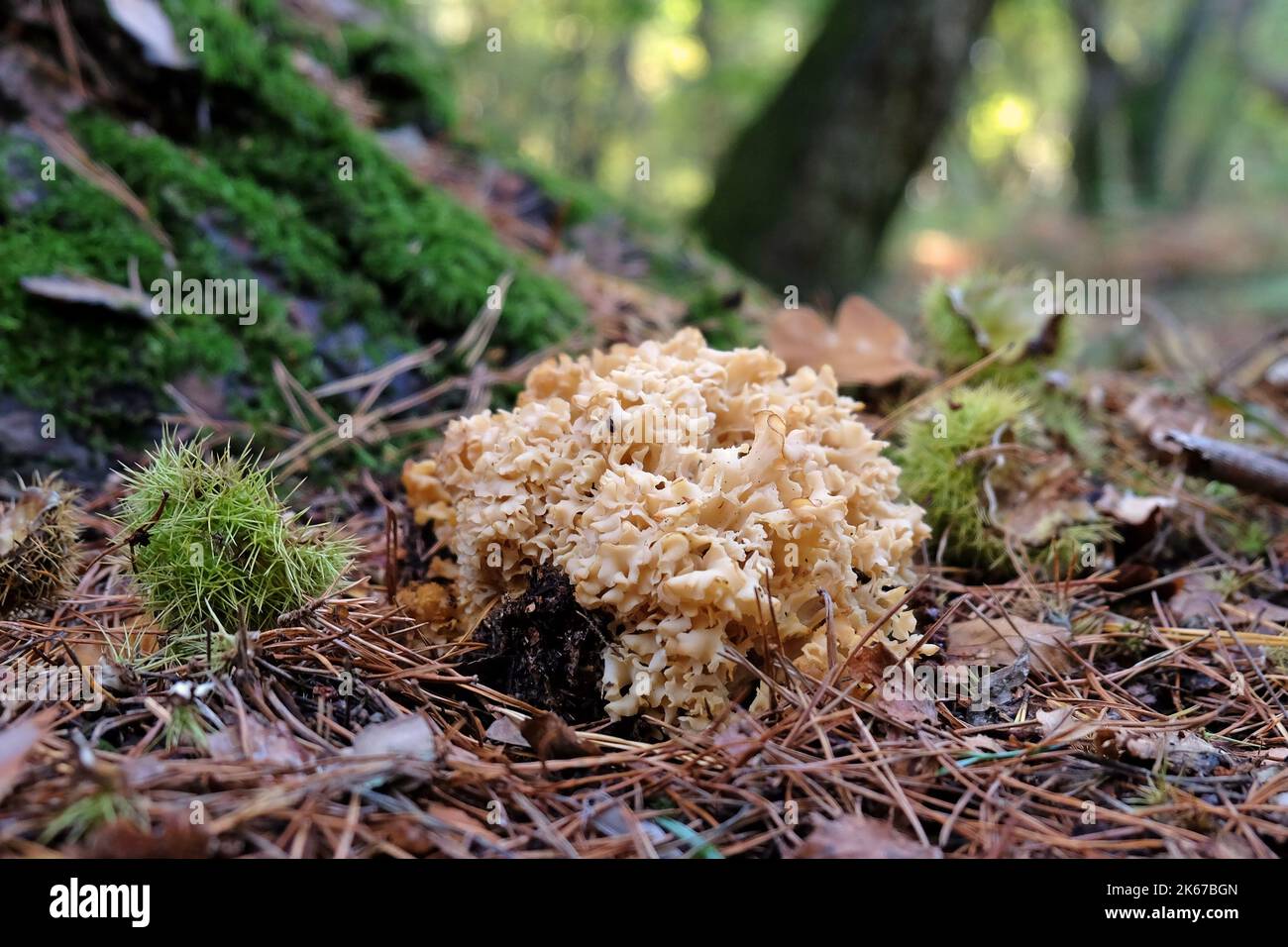 Cauliflower Fungus at the base of conifer trees, Surrey, UK Stock Photo ...