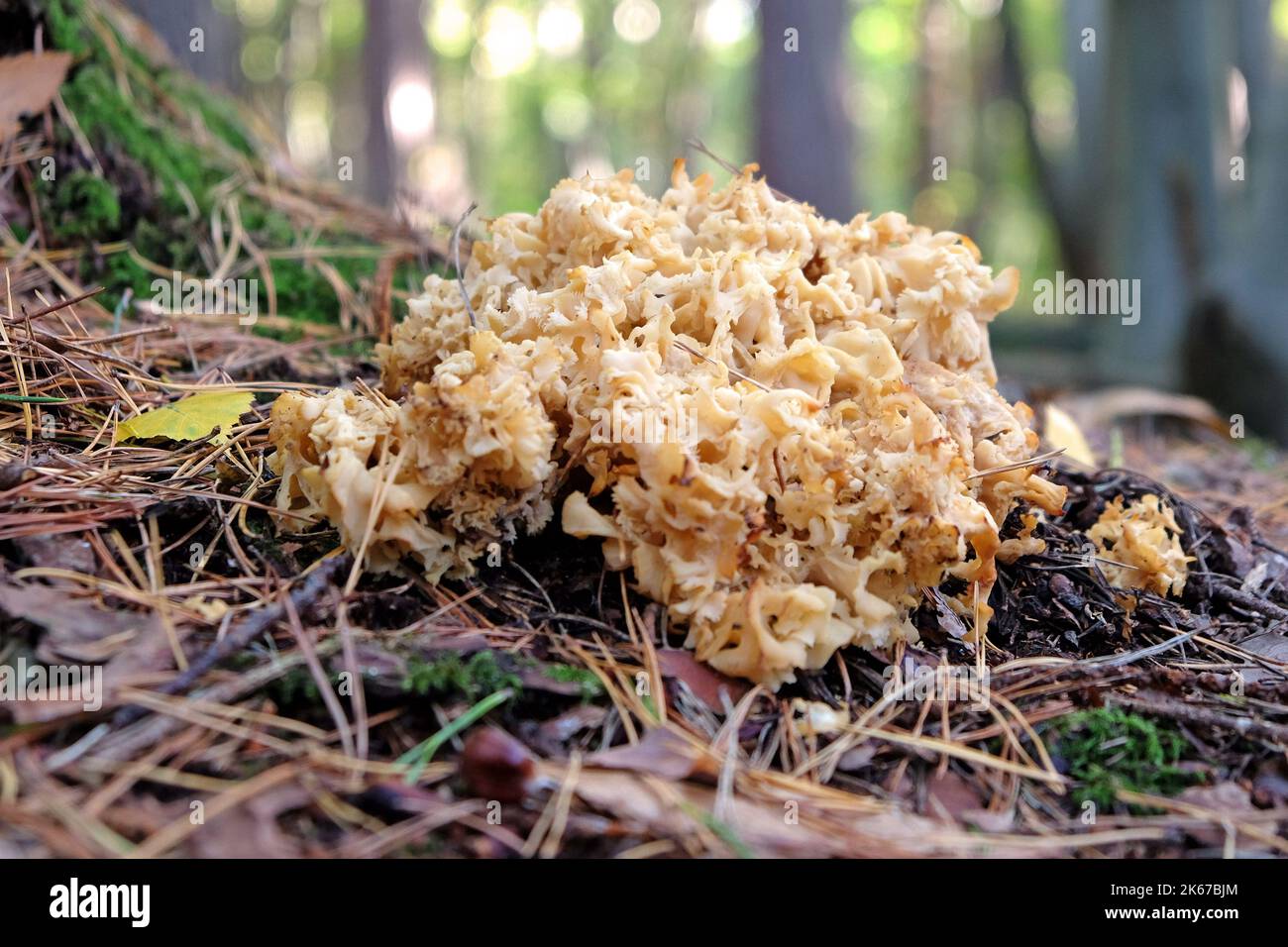 Cauliflower Fungus at the base of conifer trees, Surrey, UK Stock Photo