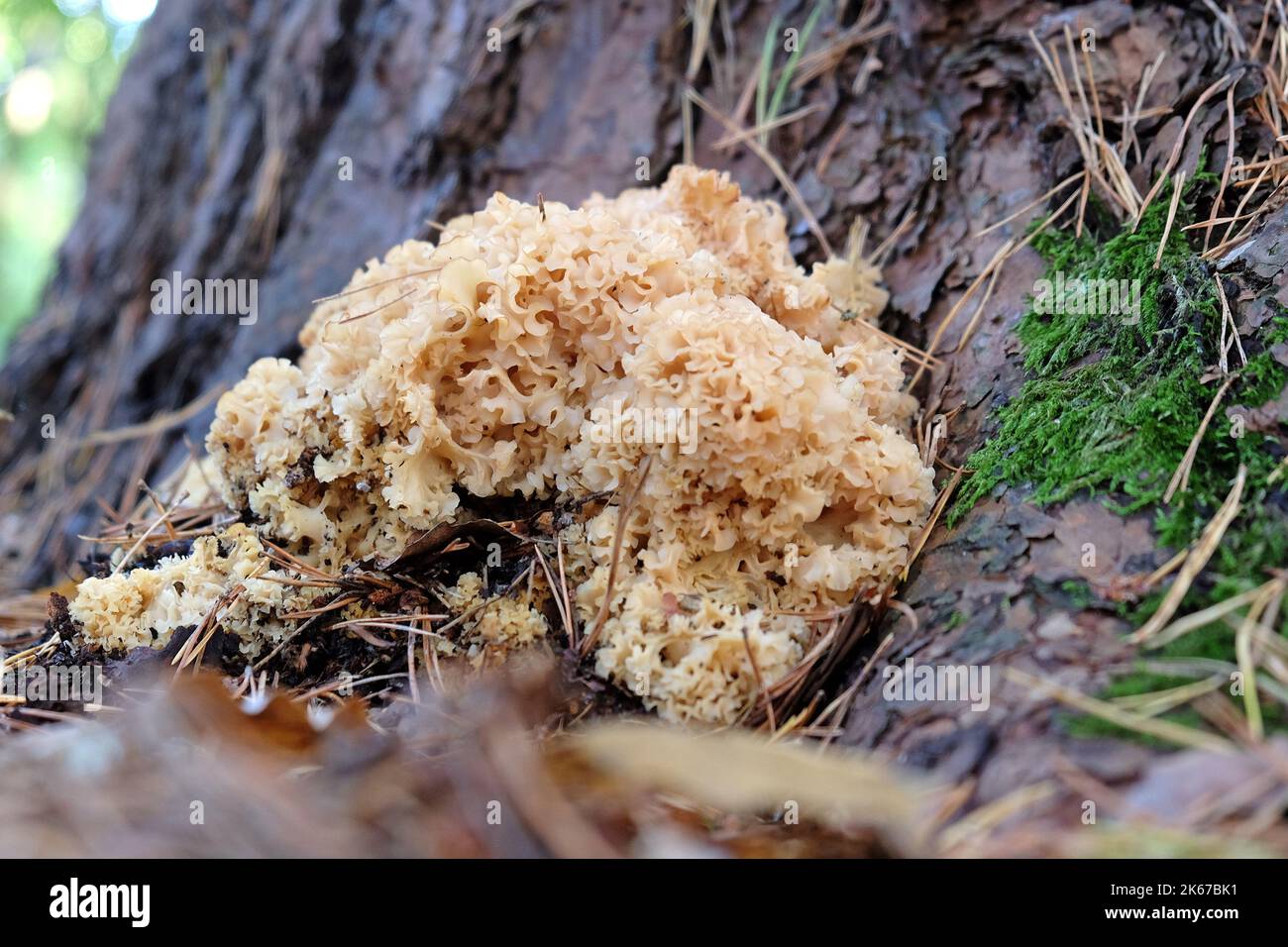 Cauliflower Fungus at the base of conifer trees, Surrey, UK Stock Photo