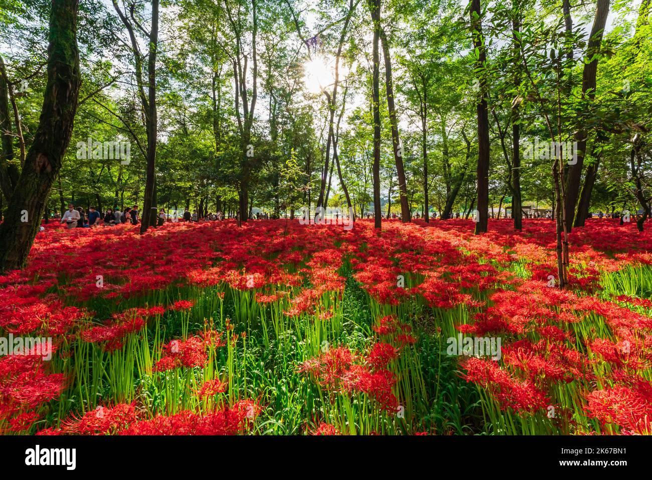 Lycoris radiata (Red spider lily) at Kinchakuda Stock Photo - Alamy