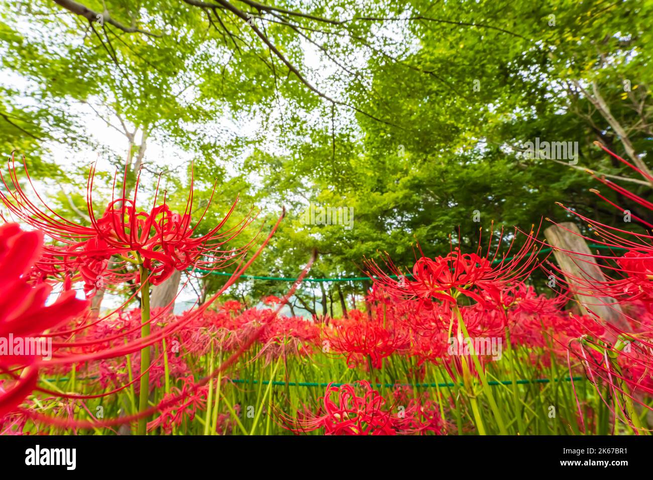 Lycoris radiata (Red spider lily) at Kinchakuda Stock Photo