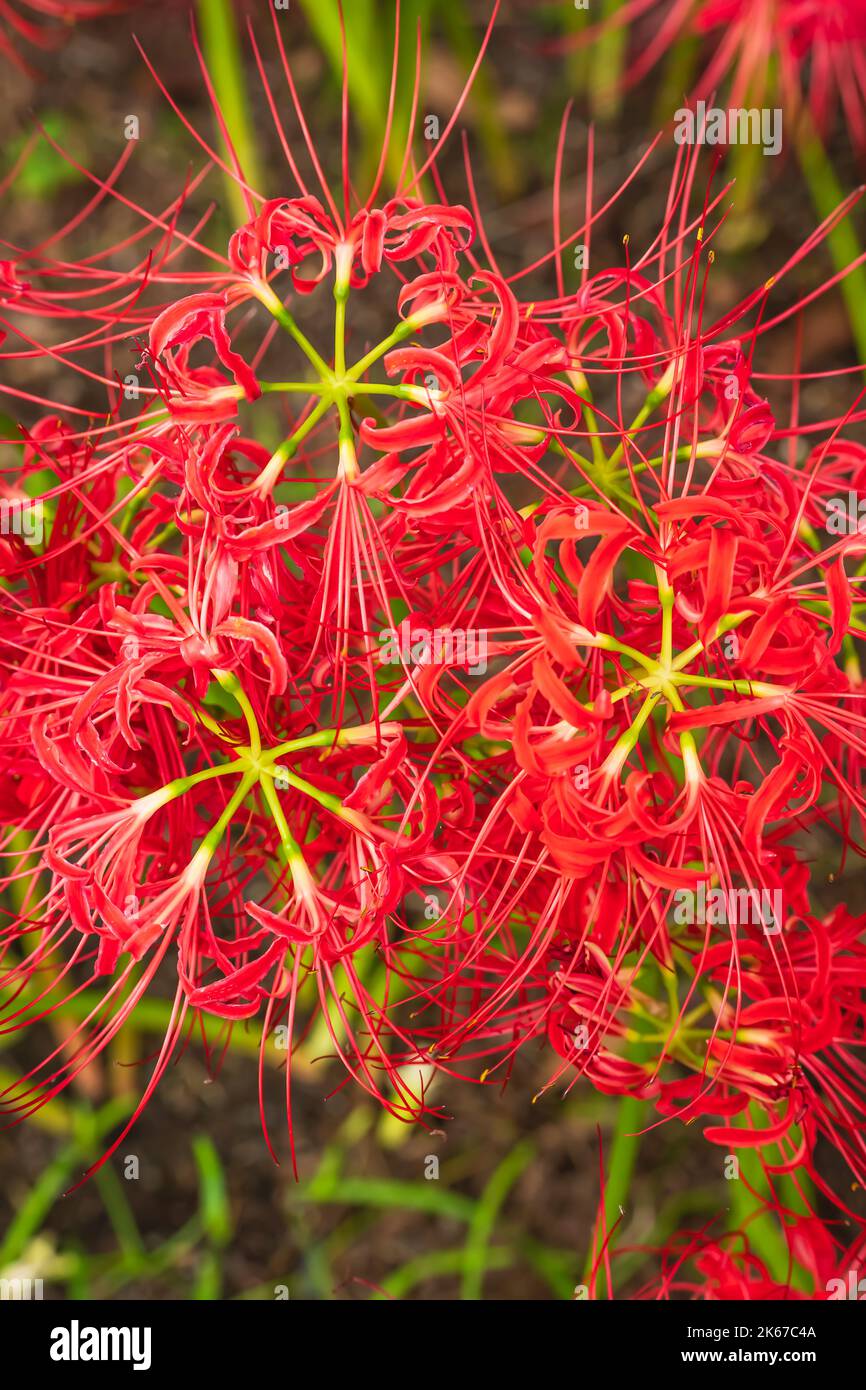 Lycoris radiata (Red spider lily) at Kinchakuda Stock Photo Alamy