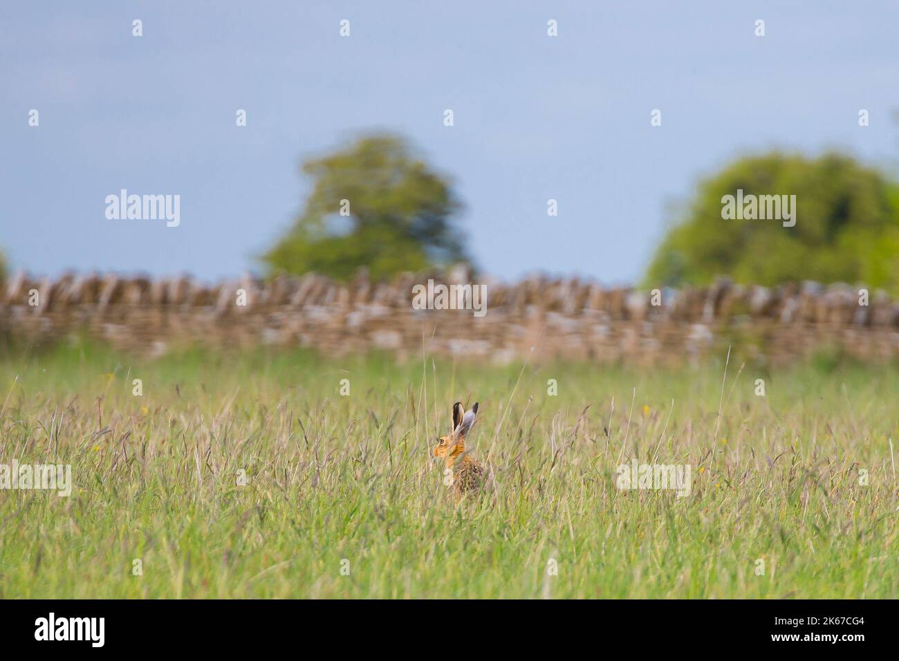 Wild, UK brown hare (Lepus europaeus) sitting isolated in a countryside field of long grass with a stone wall in the background. Stock Photo