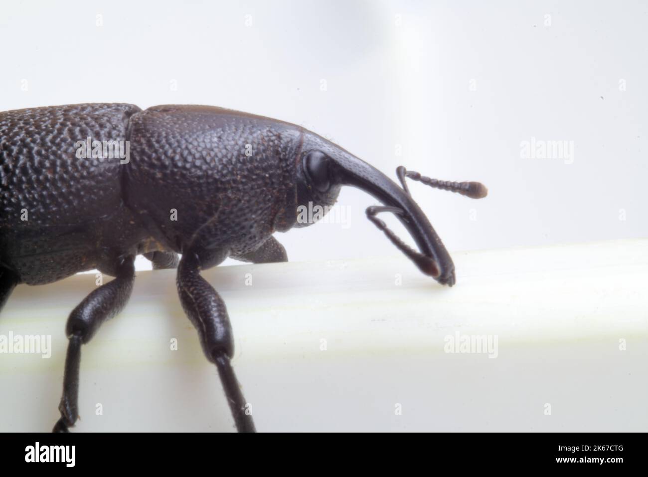 Black beetle isolated on white background macro photo Stock Photo Alamy