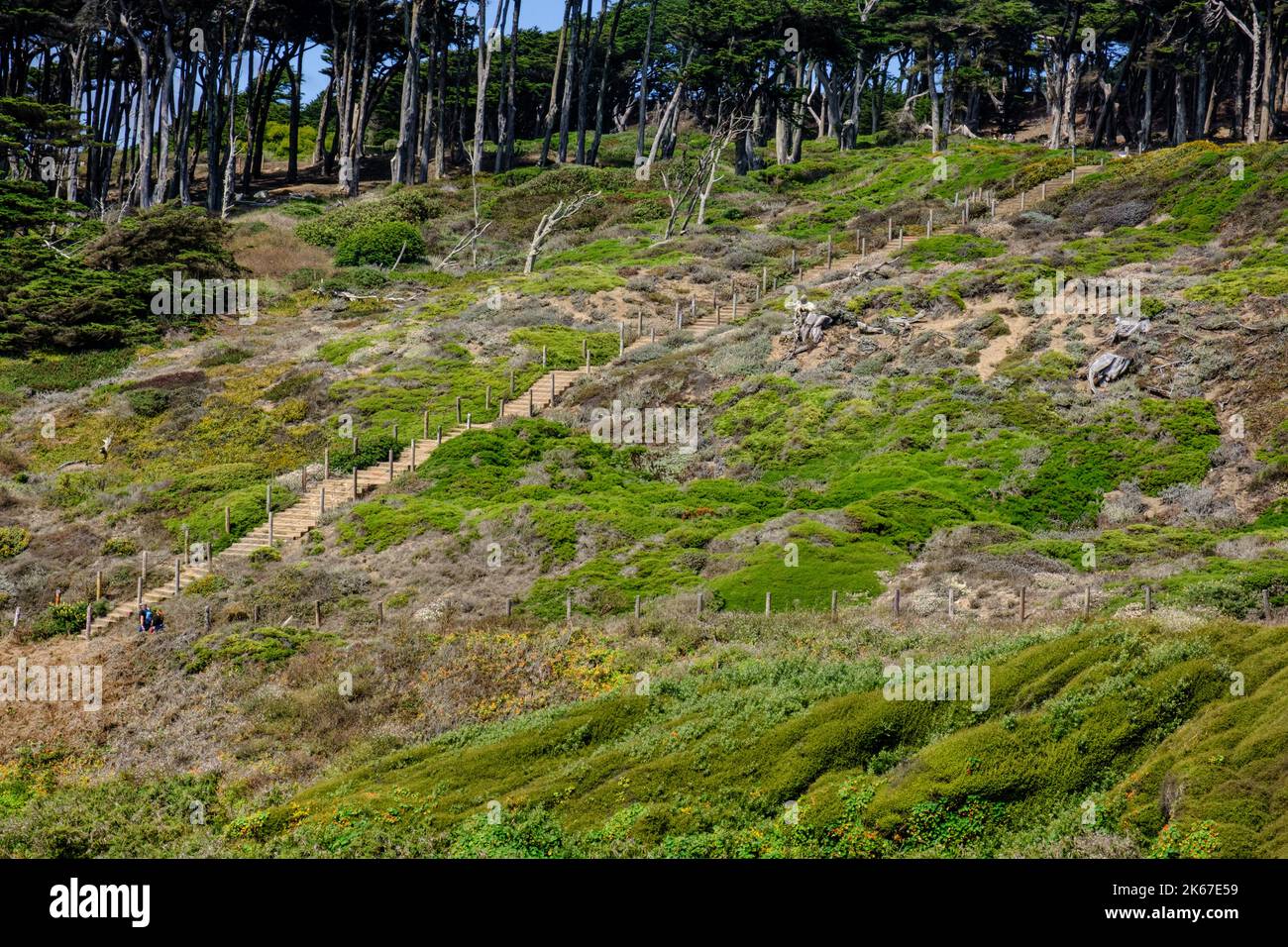 Staircase of 243 steps at Lands End, Northwest San Francisco, framed with Monterey pine trees and shrubs, leads down to Mile Rock Beach. Stock Photo