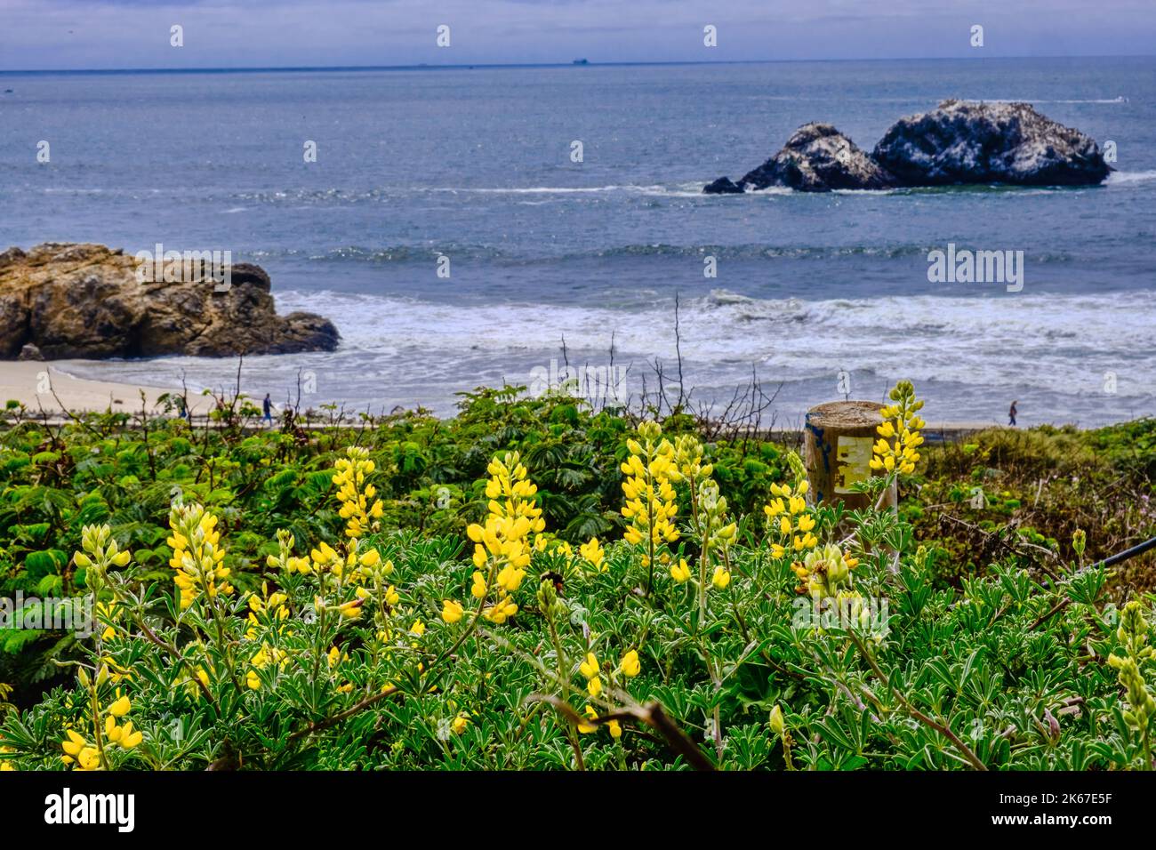 Yellow bush lupine plants with the Pacific Ocean in the background at Mile Rock Beach, Lands End, San Francisco, California. Stock Photo