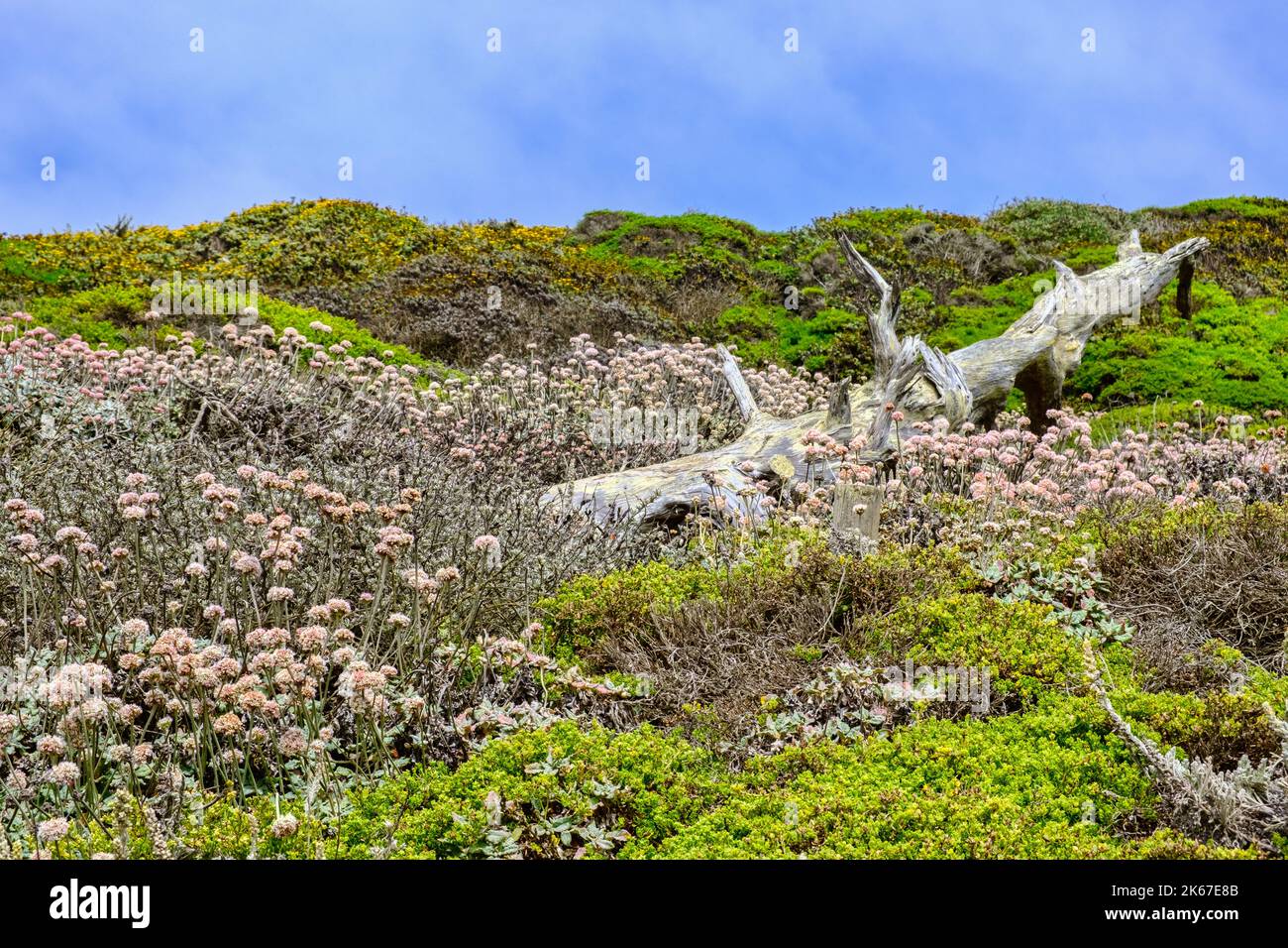 An old log on the sandy bluff at Lands End, San Francisco, California, USA, with various grasses and ground plants. Stock Photo