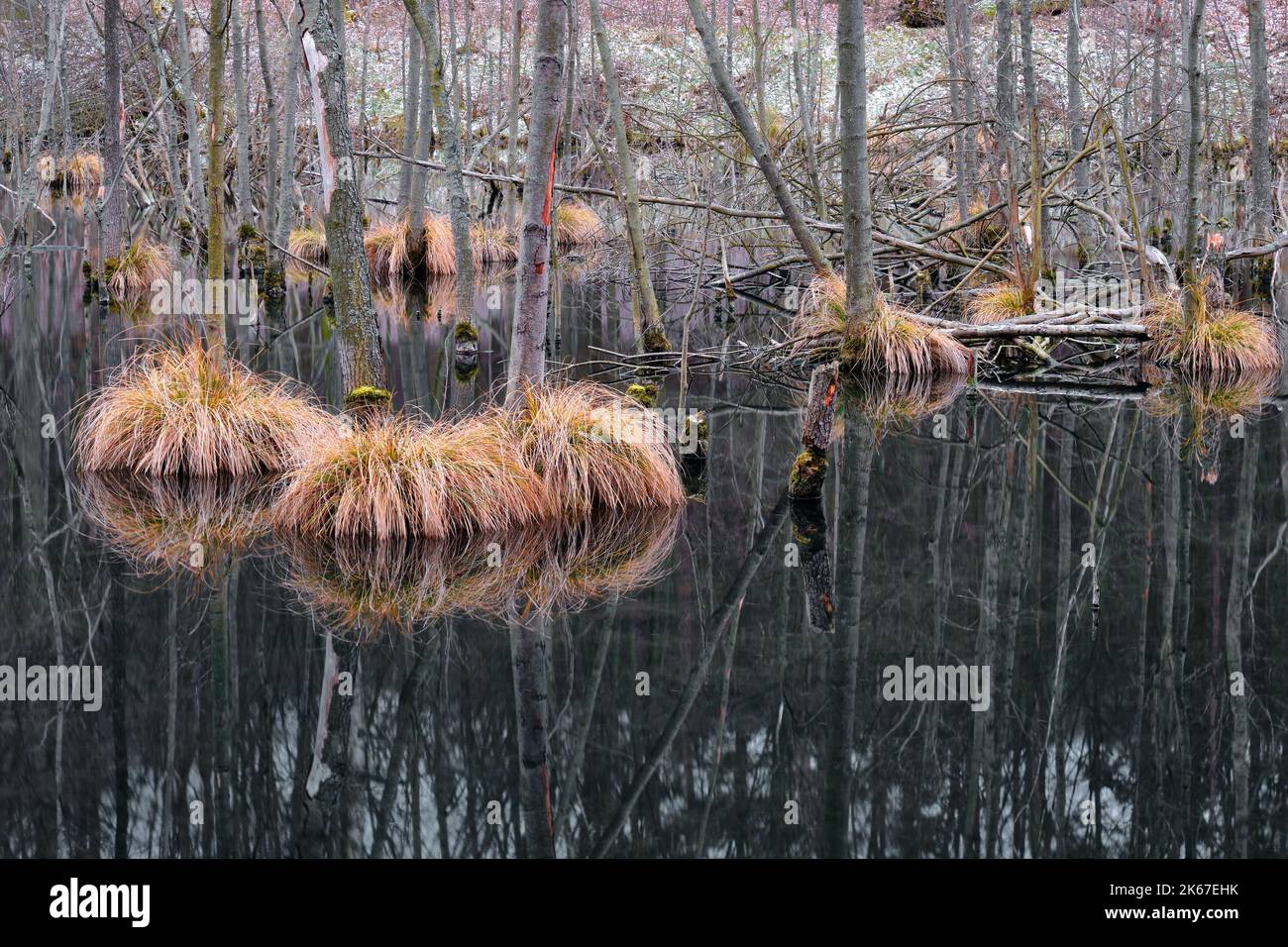 Secta Plant Carex secta hi-res stock photography and images - Alamy