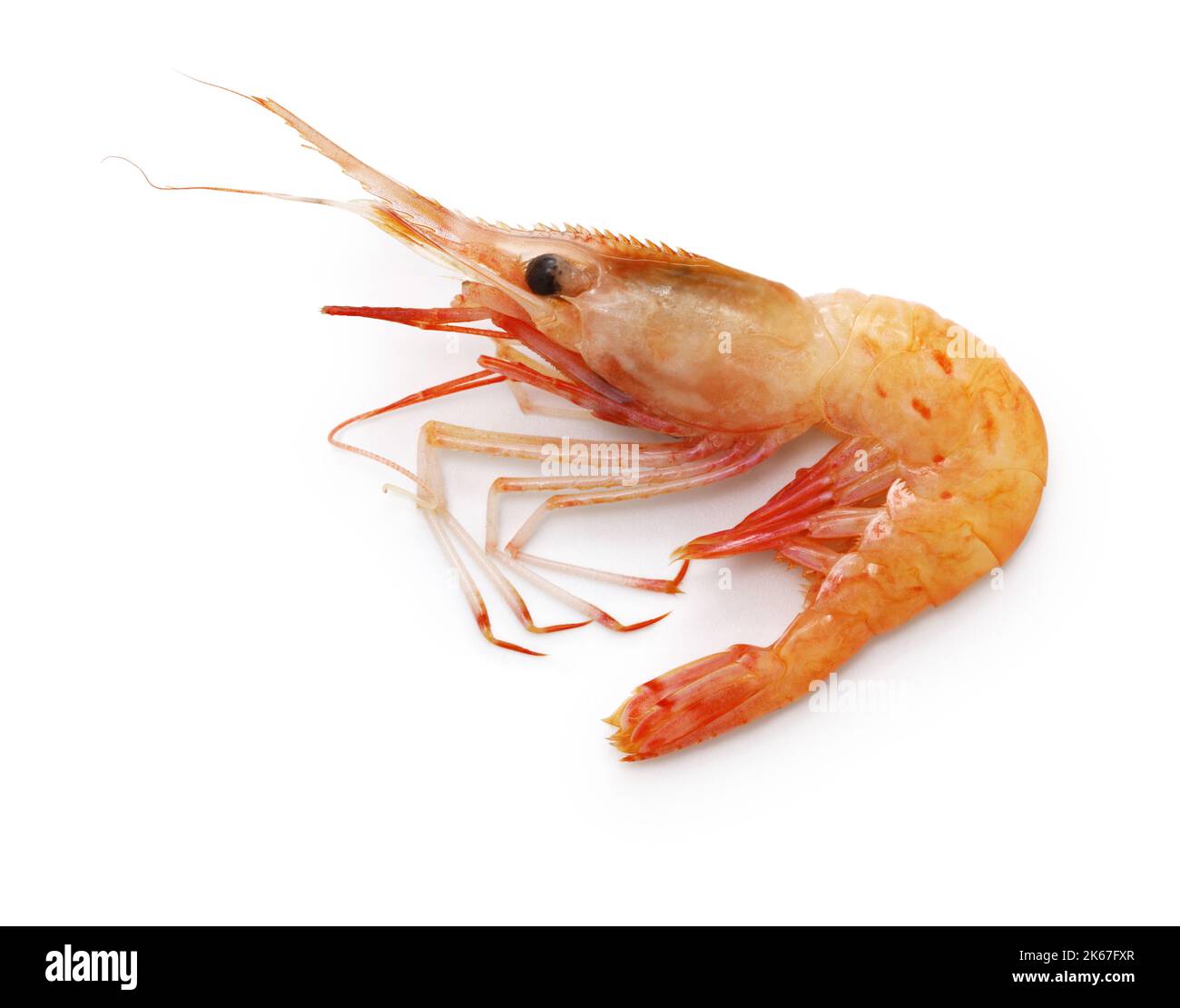 botan shrimp ( Pandalus nipponensis ) isolated on white background Stock Photo