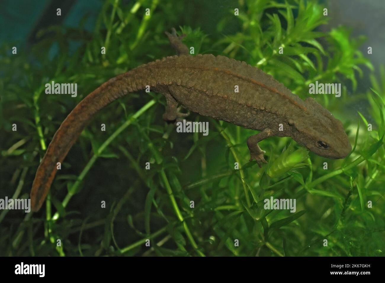 Closeup on a gravid female Hong Kong Warty newt, Paramesotriton hongkongensis in an aquarium in the pet-trade Stock Photo