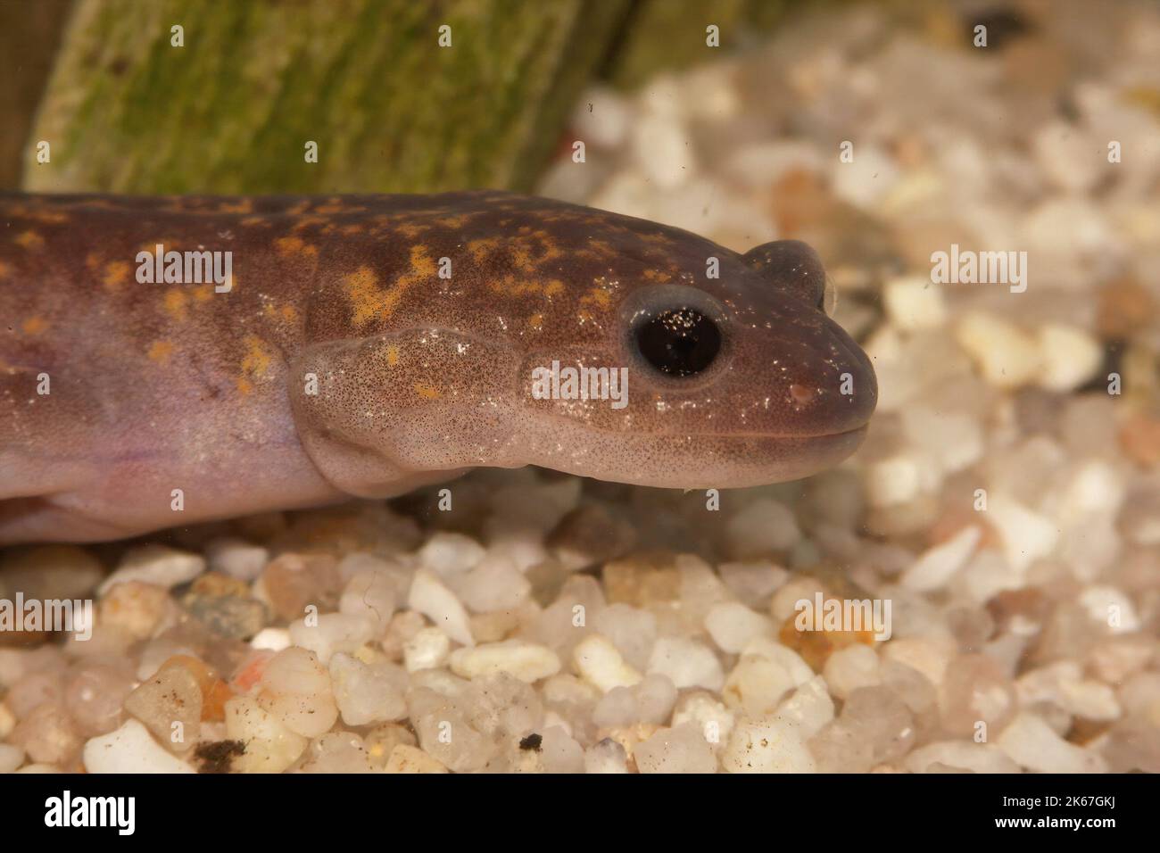 Closeup on the rare and critically endangered Oki salamander, Hynobius okiensis, endemic to Japane Stock Photo