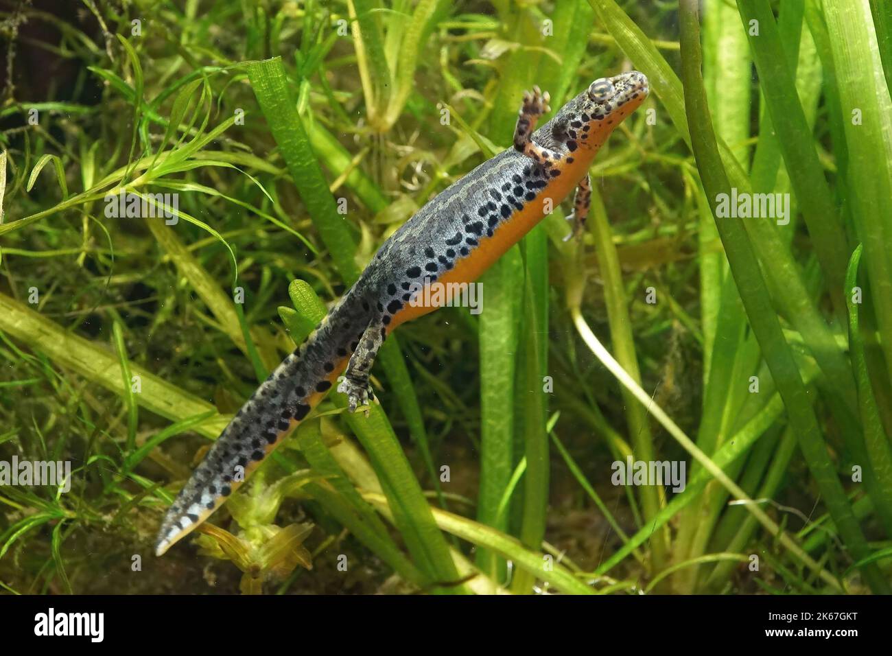 Lateral closeup of an aquatic female Greek alpine salamander