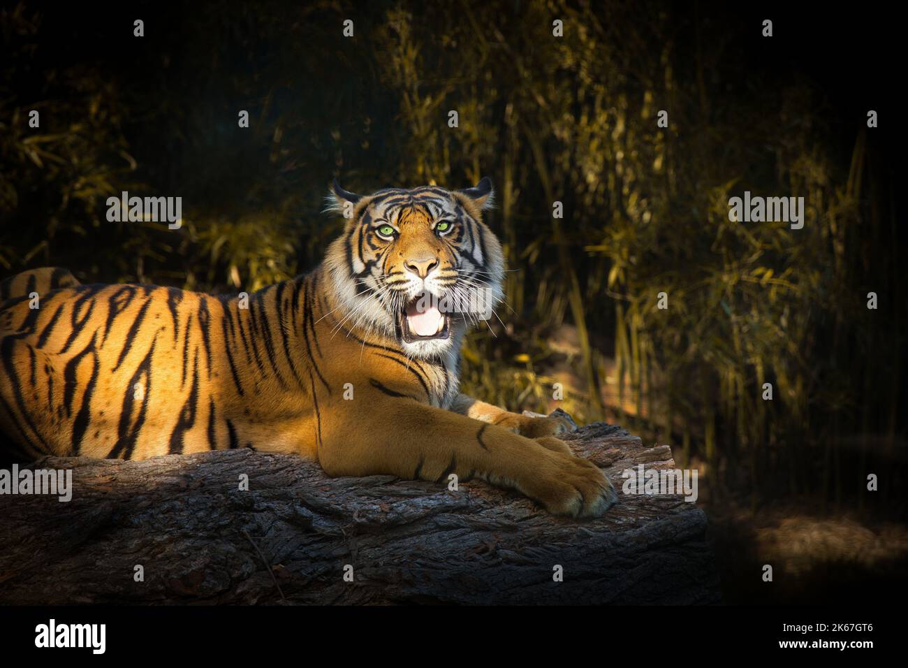 A closeup of a tiger (Panthera tigris) lying on a tree trunk on a natural background Stock Photo