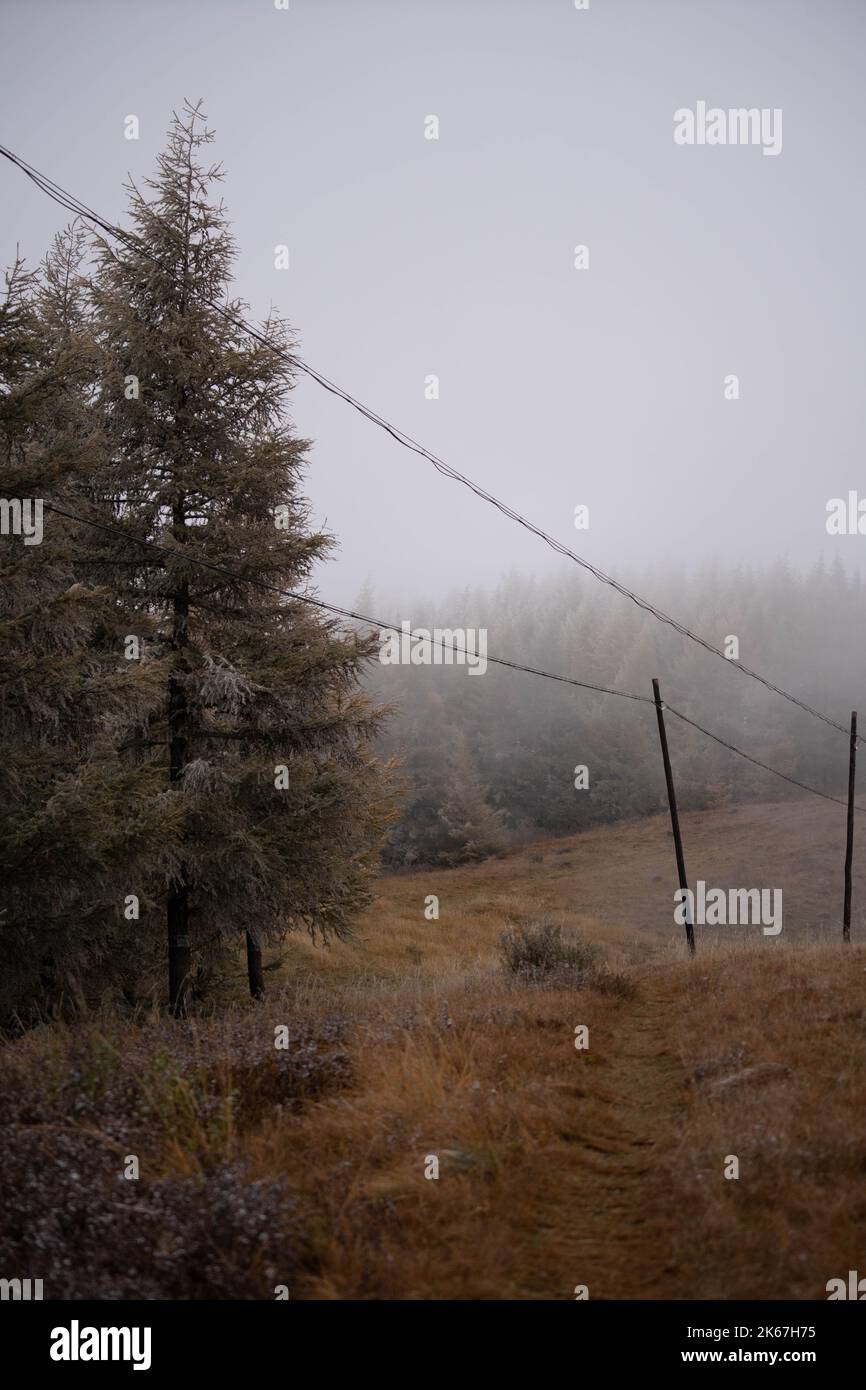 A forest with thick fir trees on a foggy day in the countryside ...