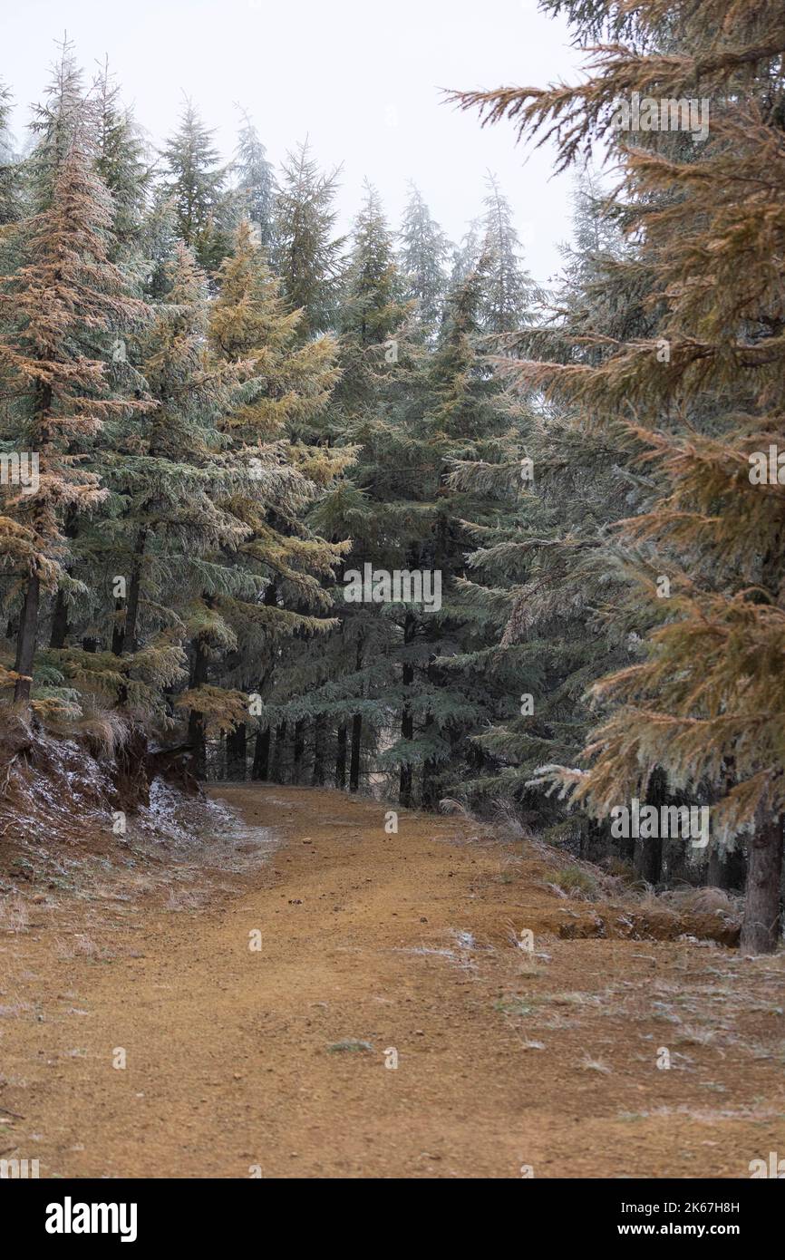 A forest with thick fir trees on a foggy day in the countryside ...