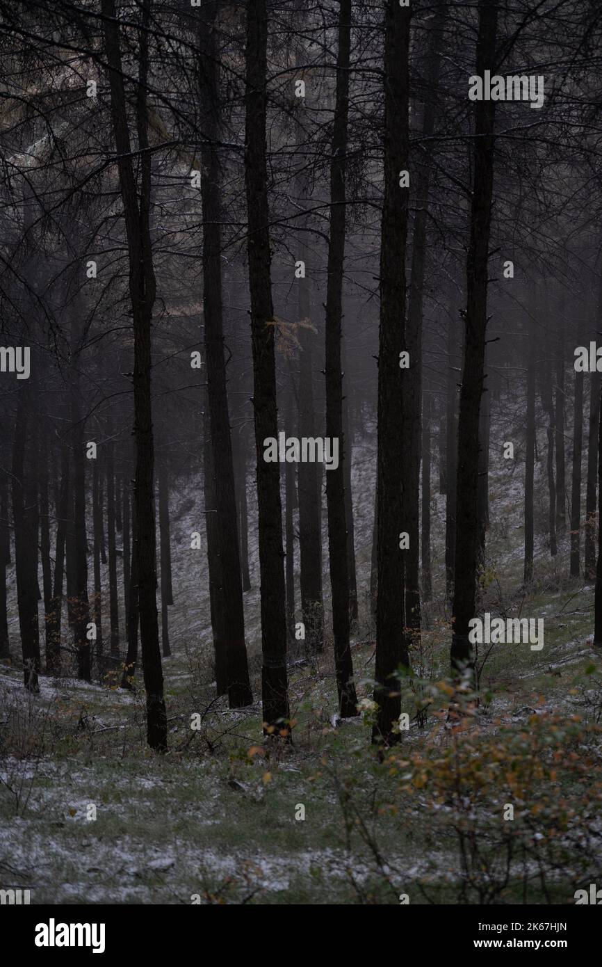 A forest with thick fir trees on a foggy day in the countryside ...