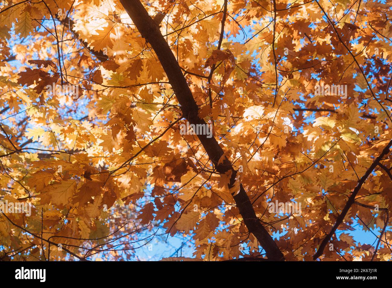 yellow and orange autumn leaves on a tree branch Stock Photo