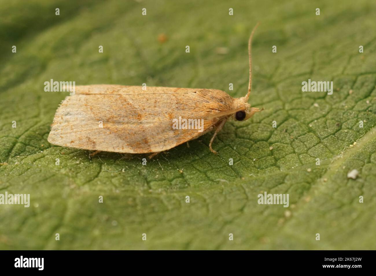 Detailed closeup on a small Common Twist moth, Pandemis cerasana, sitting on a green leaf in the garden Stock Photo