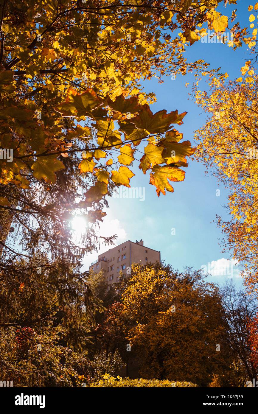 autumn leaves on the tree with a city building in the background Stock Photo