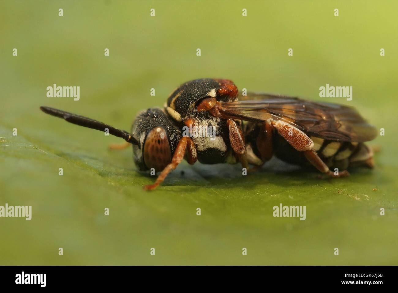 Detailed close up of a cleptoparasite, cuckoo black-thighed Epeolus variegatus solitary bee sitting on a green leaf Stock Photo