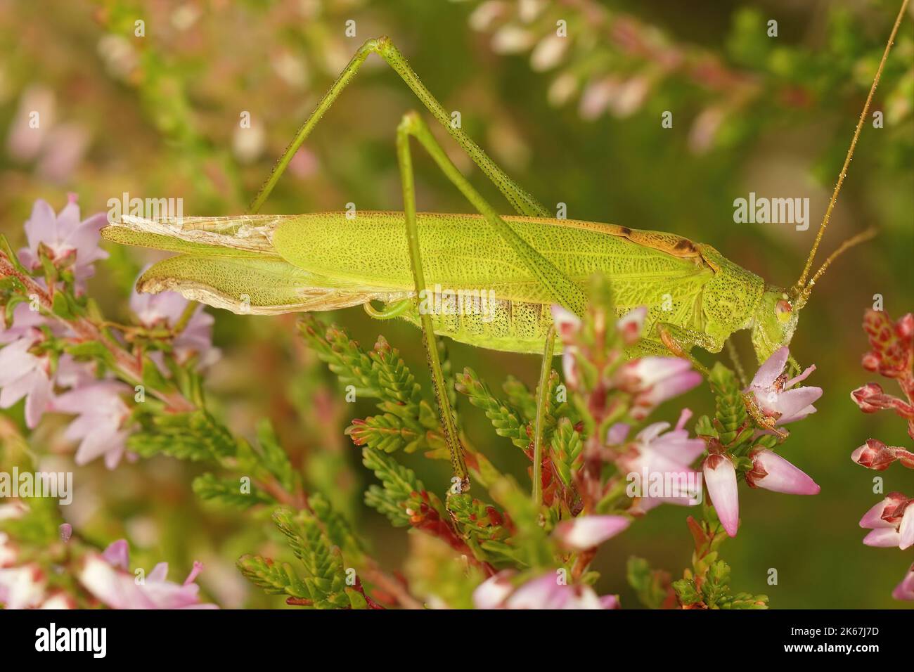 Closeup on an adult imago male green, sickle-bearing, bush-cricket, Phaneroptera falcata, hiding in the vegetation Stock Photo
