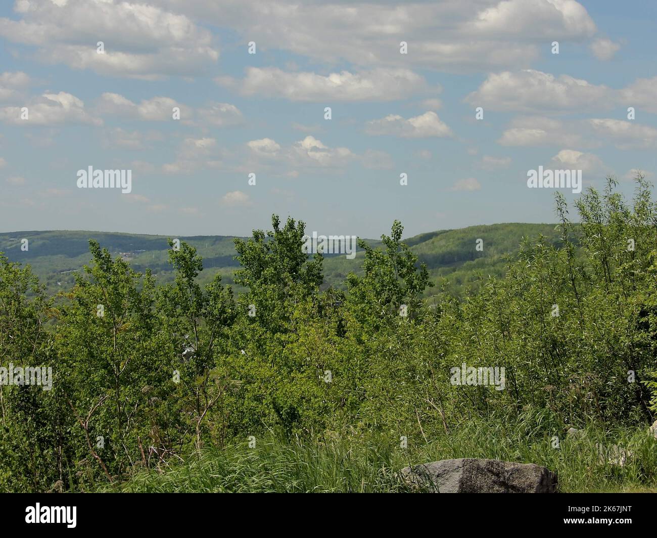A tall trees in the forest with a cloudy blue sky background Stock ...