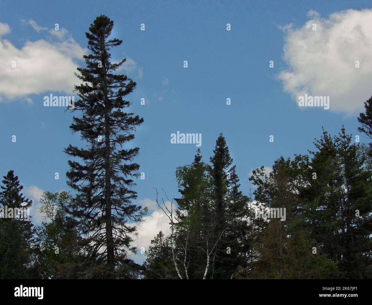 A tall trees in the forest with a cloudy blue sky background Stock ...