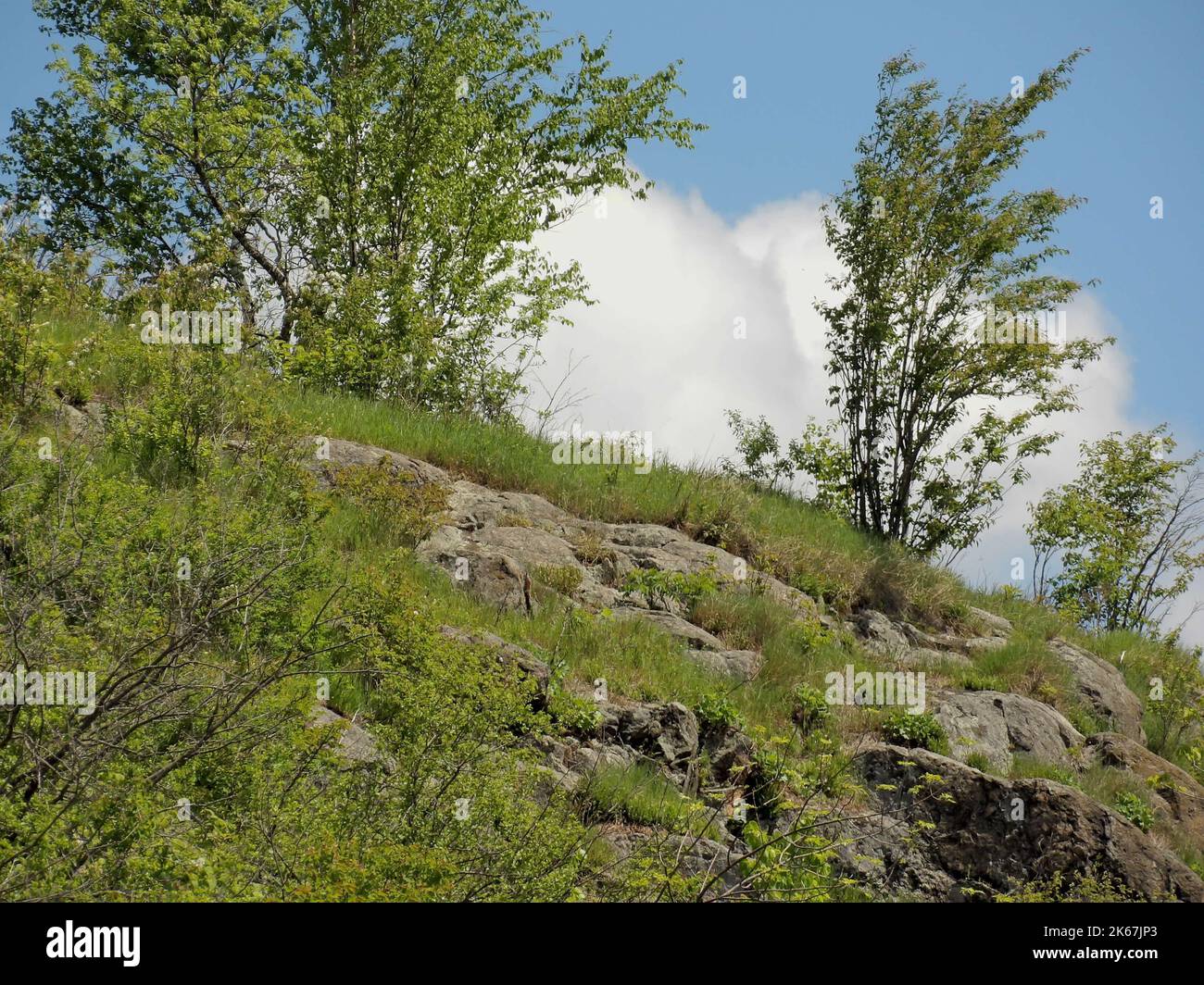 A tall trees in the forest with a cloudy blue sky background Stock ...