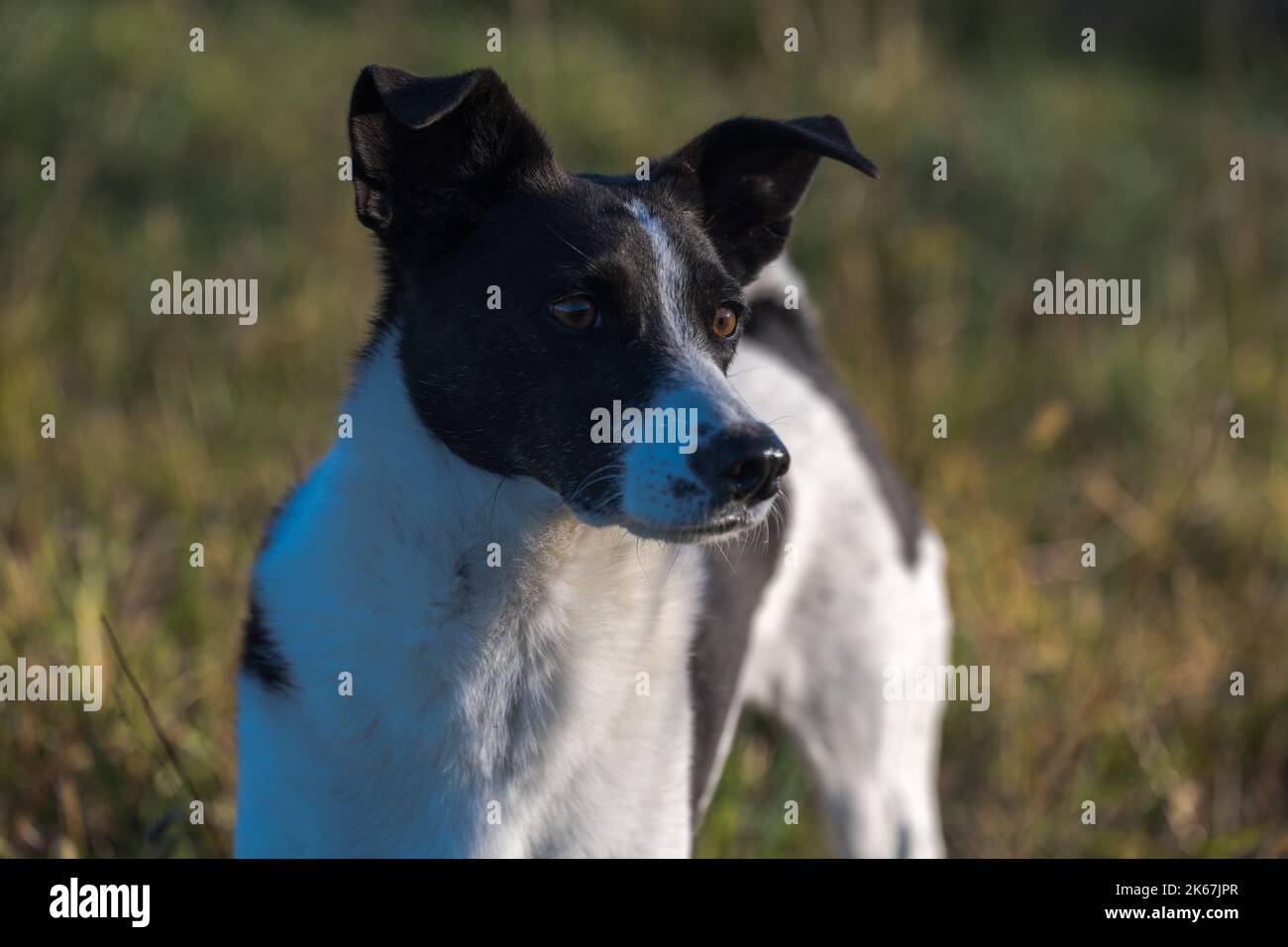 A black and white dog in a field looking left Stock Photo - Alamy