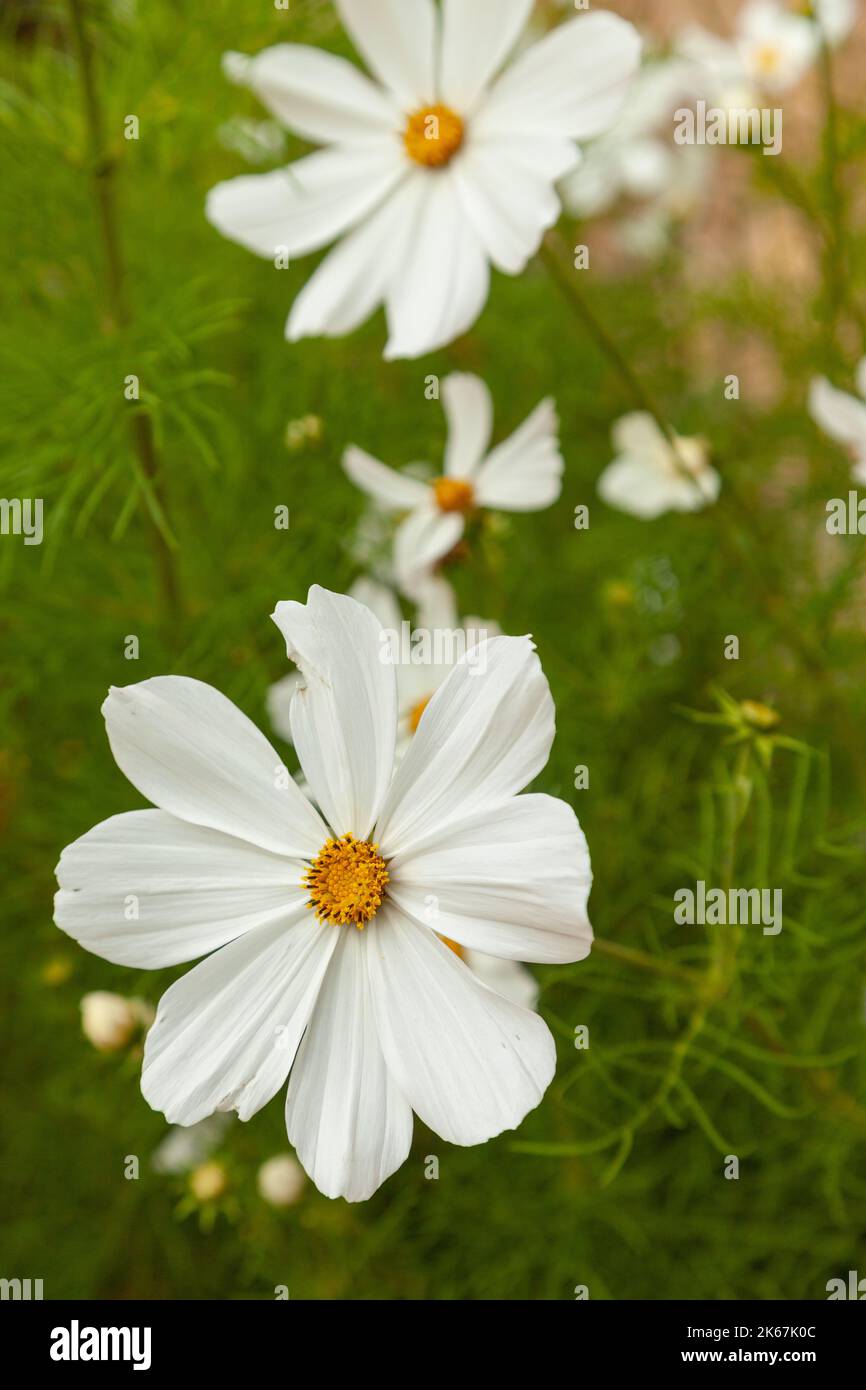 White cosmos flower hi-res stock photography and images - Alamy