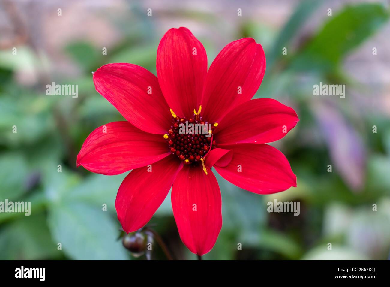 Dahlia 'Bishop of Llandaff' Stock Photo