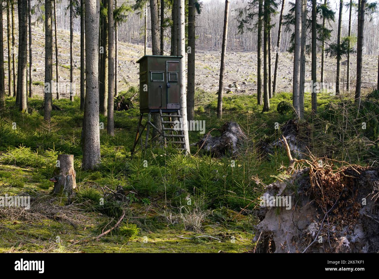 Ansitz, Hochsitz im Wald Stock Photo Alamy
