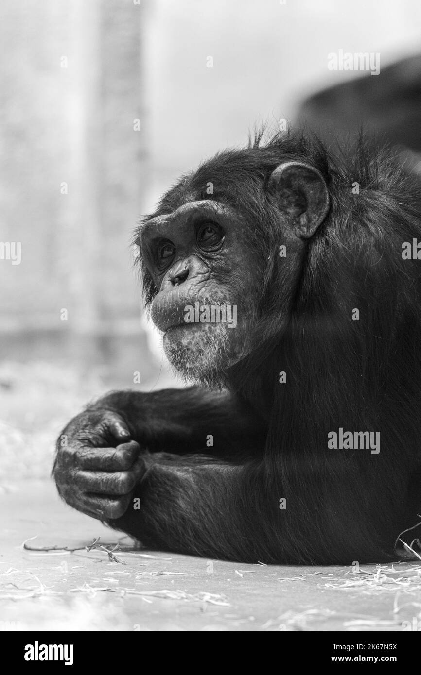 A vertical grayscale closeup of a chimpanzee. Stock Photo