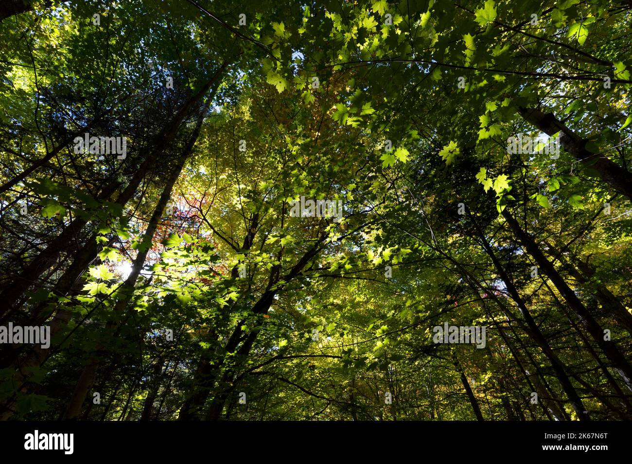 Sunlight filtering through fall foliage tree canopy, New Engalnd Stock ...