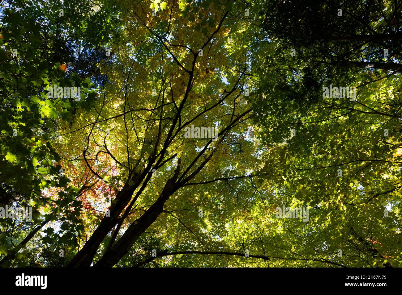 Sunlight filtering through fall foliage tree canopy, New Engalnd Stock ...