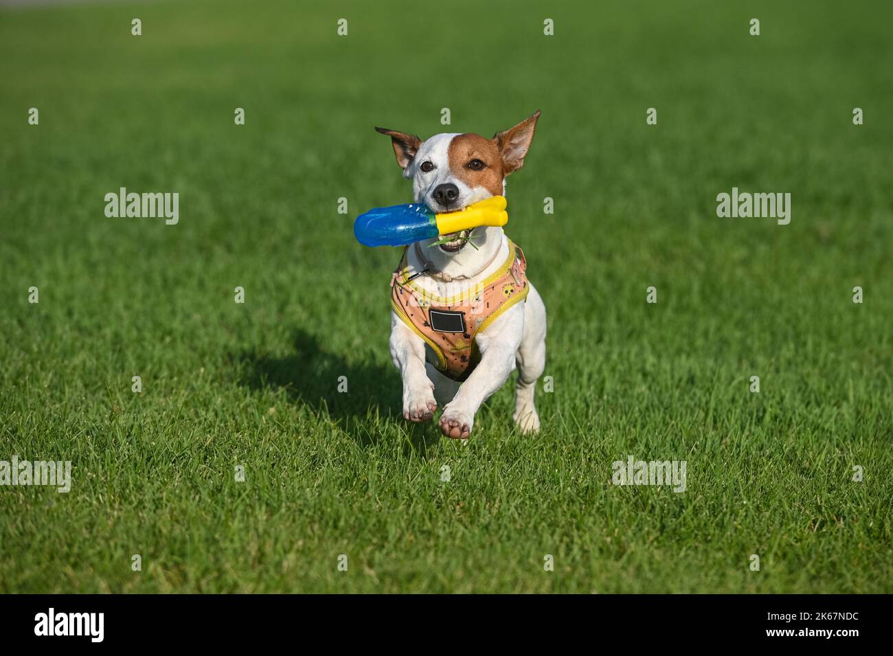 A Jack Russell Terrier dog jumps on the lawn, holding a yellowblue toy